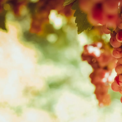 good grapes make great wine